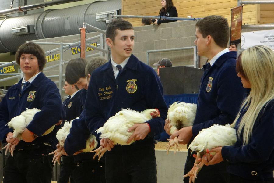 FFA students await judging at the livestock show.