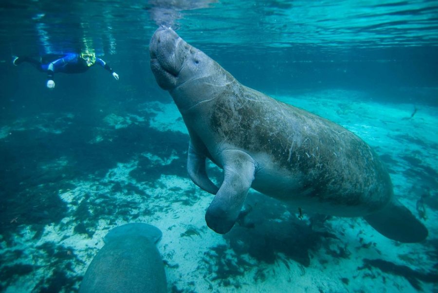 Saving The Manatees