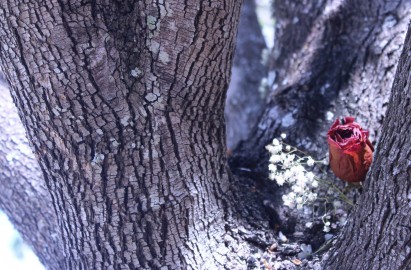 Photo Essay - Pain of Nature and Spring